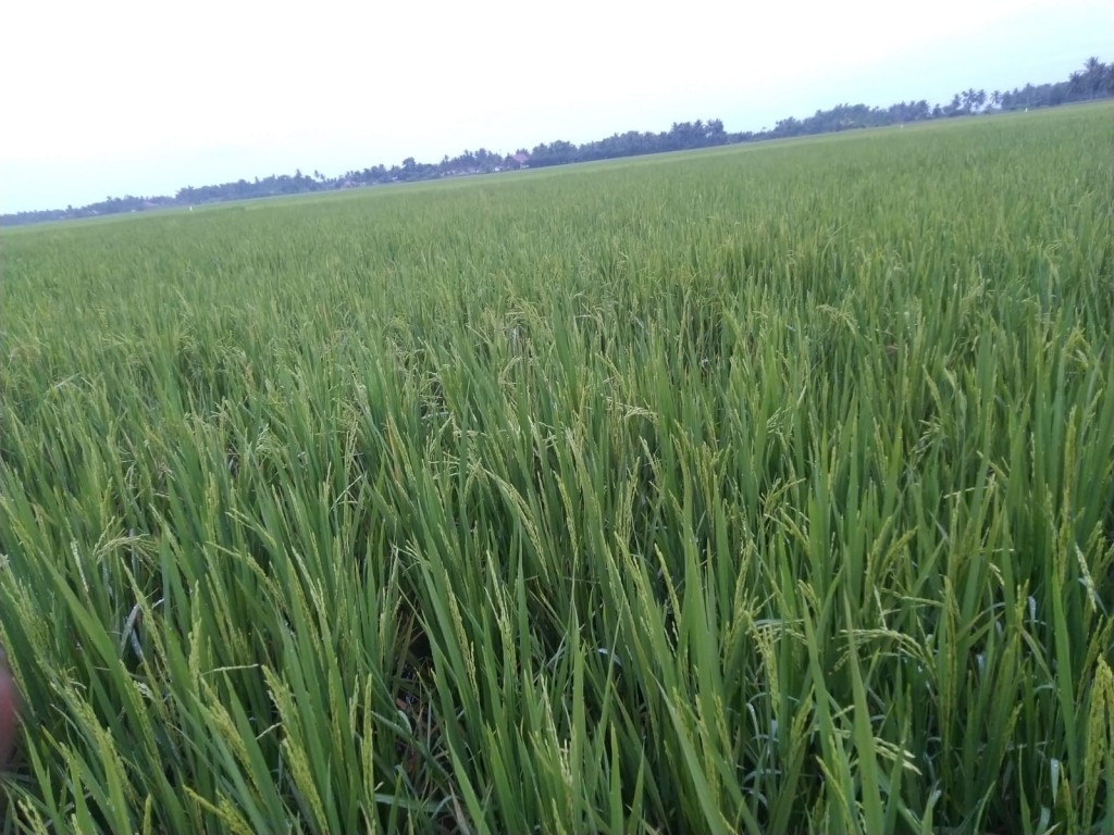 potensi pertanian (sawah), yang saat ini menjadi mata pencaharian utama masyarakat desa.