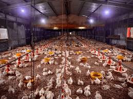 Potensi peternakan ayam